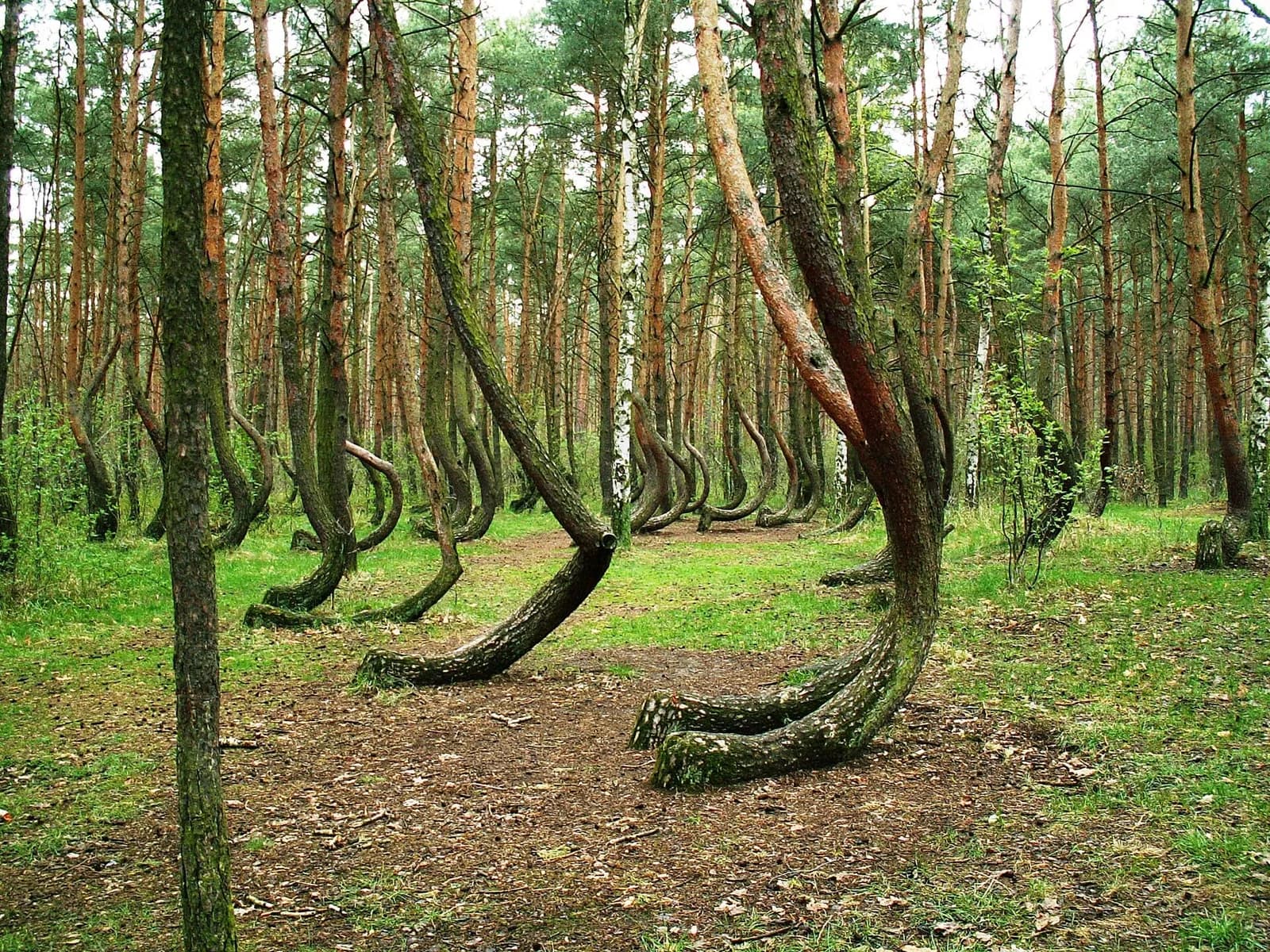 Crooked Forest Near Szczecin: The Enduring Mystery of Krzywy Las