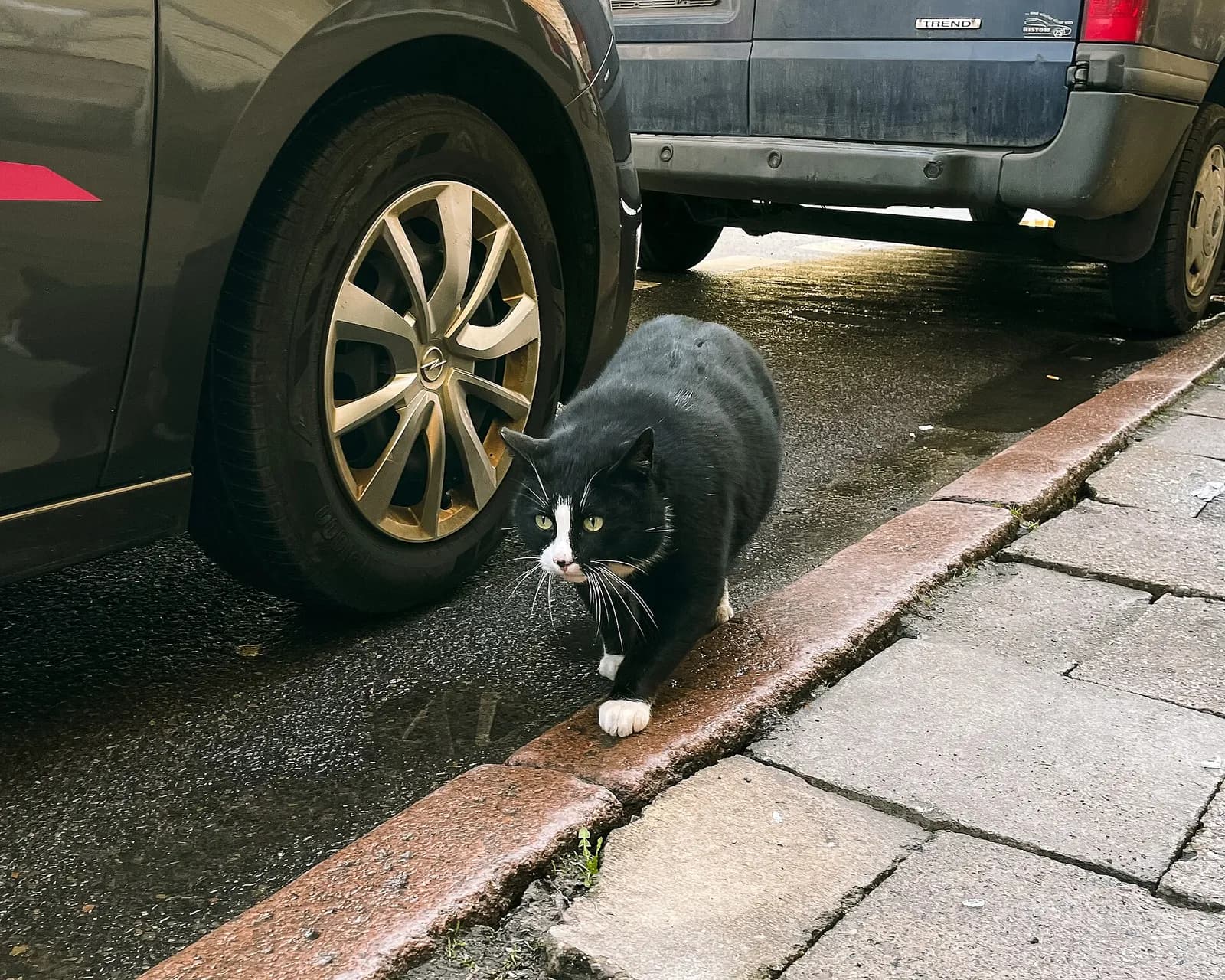 A black cat with white paws and face markings walks along a wet curb next to parked cars.